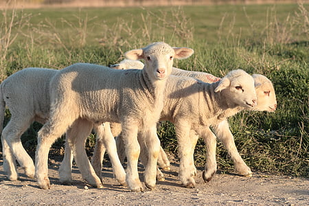 Cordeiro, o rebanho, jogar, animal de estimação, agricultura, ovelhas, fazenda