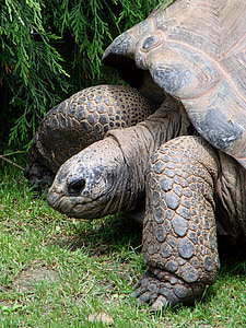 tortoise, giant, reptile, shell, wildlife, large, zoo
