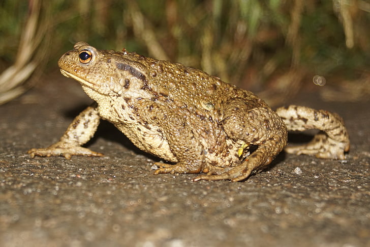 common toad, toad, animal world, amphibian, nature, frog