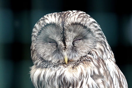 owl, bird, front disc, sleeps, beak, feathered race, krupnyj plan