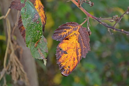 jesień, sezon, pozostawia, Jesienne liście, martwe, kolory jesieni, Natura