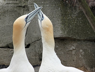 northern gannet, beaks, bill, close, bird, animal, nature