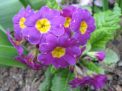 fleur, violet, Jaglika, Purple, printemps, floral, nature