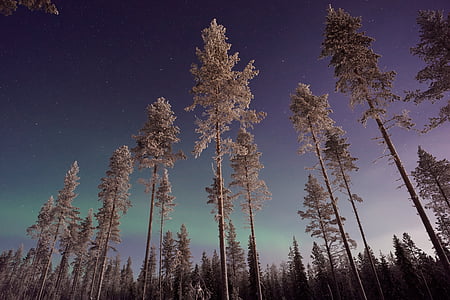 Kuzey, Işıklar, Aurora, gökyüzü, ağaçlar, bitki, doğa