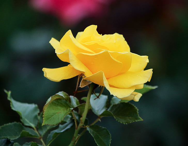 žuta ruža, Profil, cvijet, latice, mirisne, cvijet, cvatu