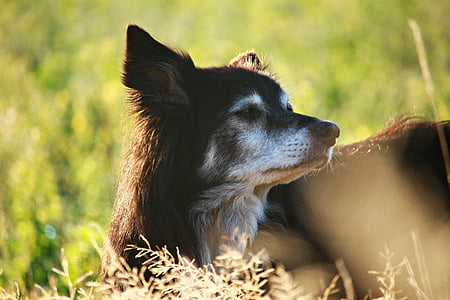 สุนัข, ช่องสุนัข, เส้นขอบ, แสงตอนเช้า, morgenstimmung, อังกฤษ sheepdog, ขอบ collie