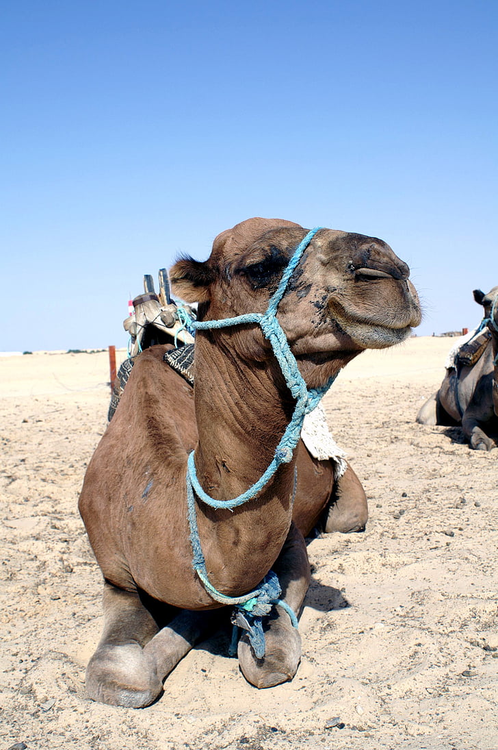 Camel, dyr, Nærbillede, ørken dyr, ørken, sand, dromedar Camel