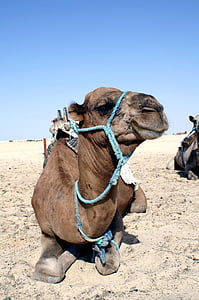 Camel, dier, Closeup, woestijn dieren, woestijn, zand, dromedary Camel