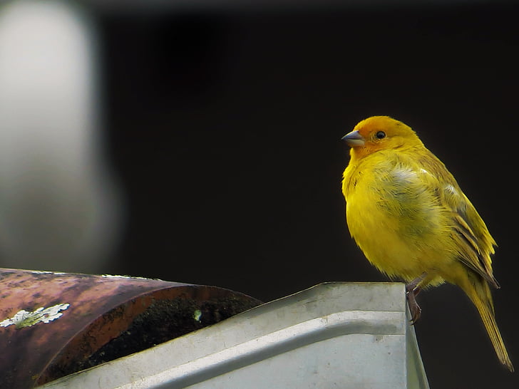 птица, жълт чинка, тропически птици