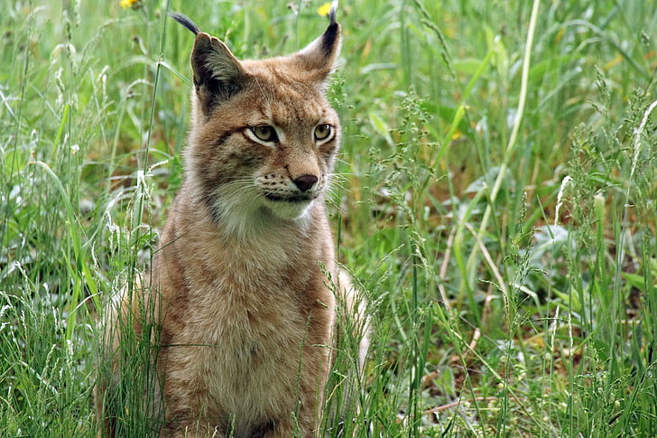 Lynx, kebun binatang, kucing, alam, dunia hewan, rambut, bulu