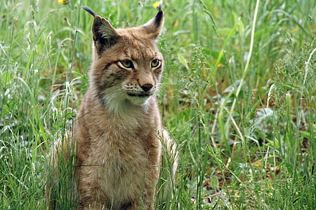 Lynx, Zoo, chat, nature, monde animal, cheveux, fourrure