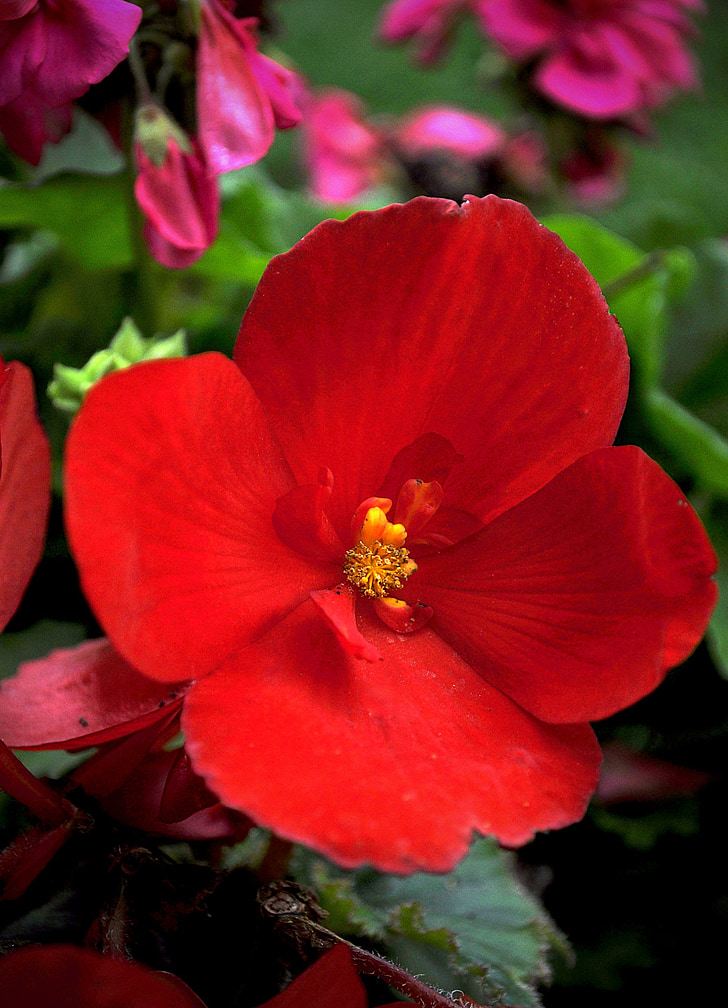 flower, spring, colors, nature, plant, red, petal