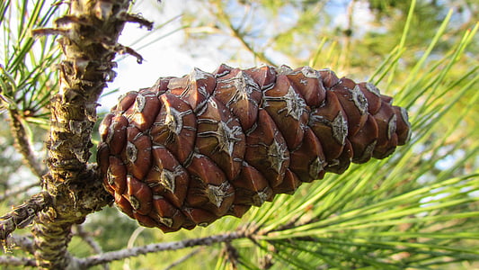 cone, pine, tree, nature, forest, pinecone, fruit