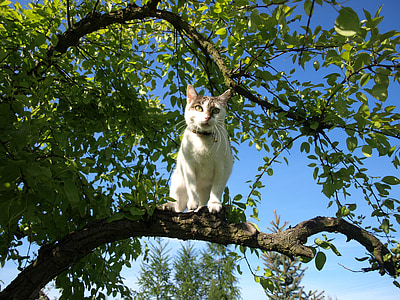 cat, tree, nature, green, branch, spring