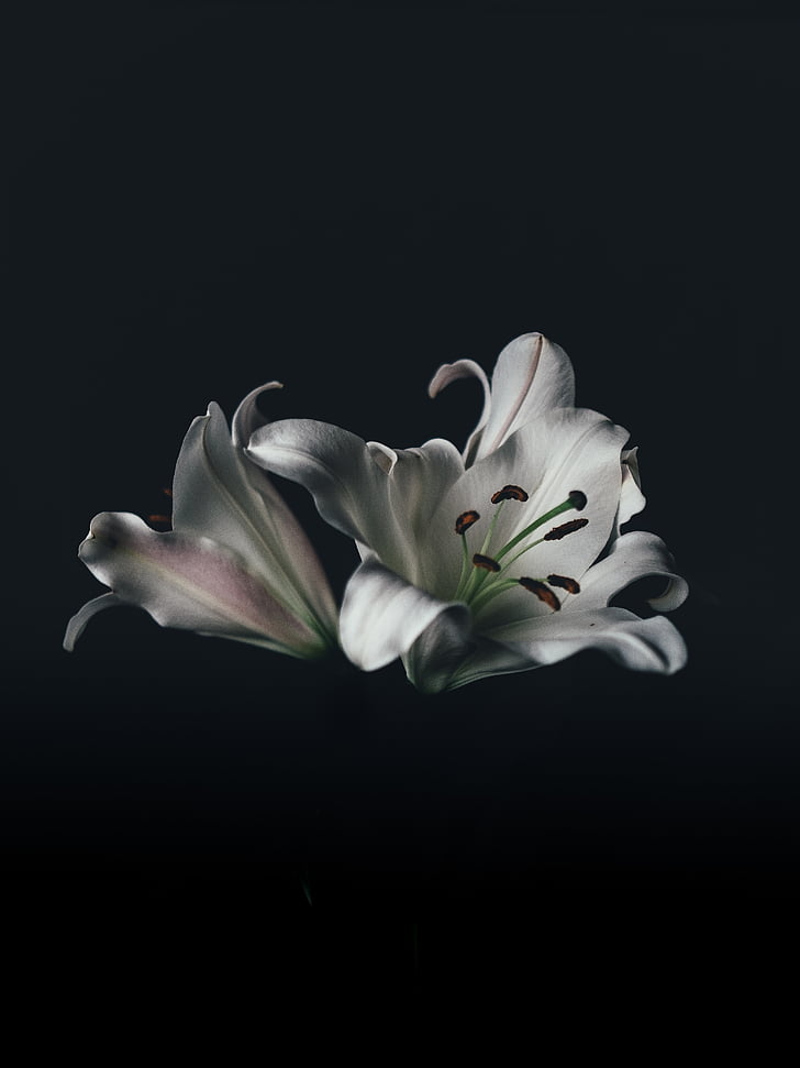 flower, nature, blossom, blur, bokeh, black, petals