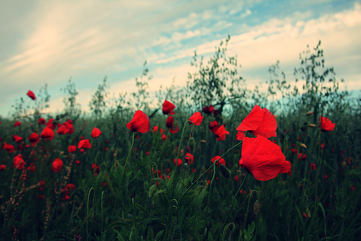 rosso, Rose, fiori, giardino, natura, cielo, nuvole