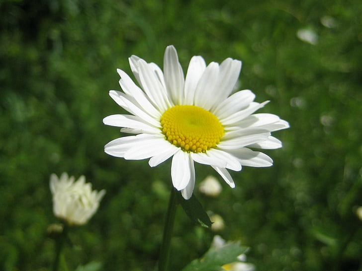 virág, természet, fehér, Daisy, nyári, növény, rét