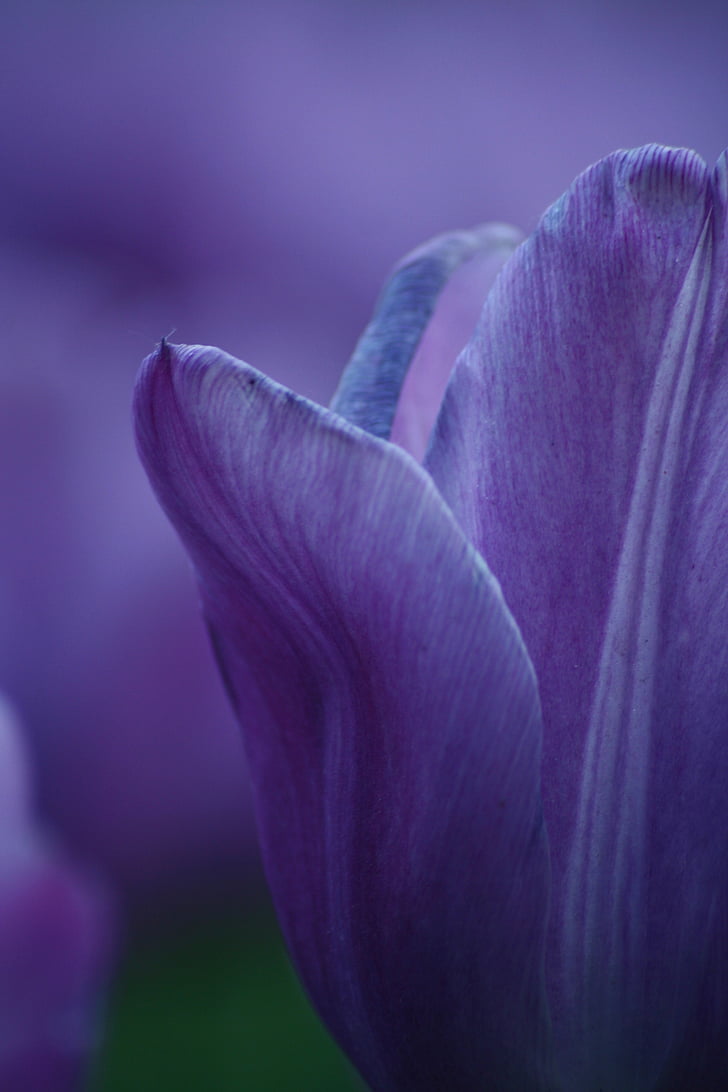 primavara, Tulip, flori de primăvară, floare, gradina, natura, albastru