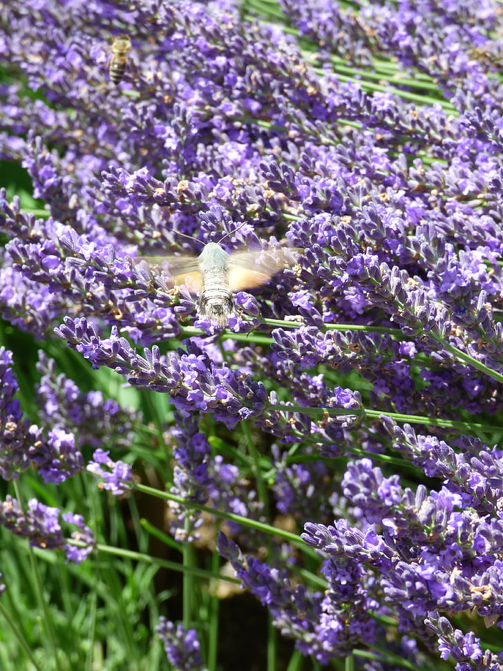 lavender, bees and owls, insect, hum
