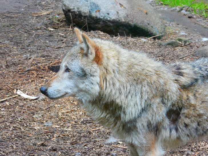 Wolf, looma, Canis lupus, Predator, jahimees, tähelepanu, hundeartig