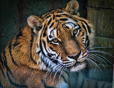 tijger, dieren, Verwilderde kat, fauna, dierentuin, natuur, dier