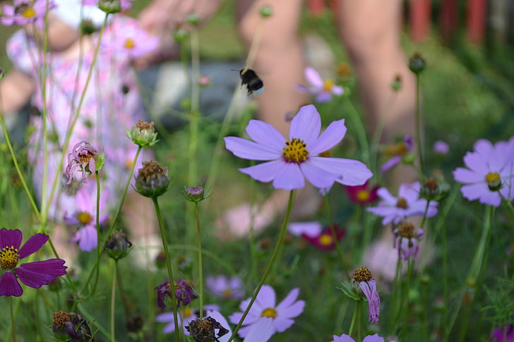 abejorro, niño, flores, naturaleza, flor, verano, al aire libre