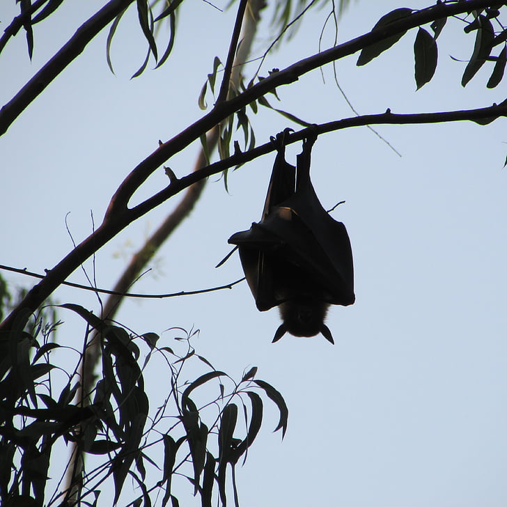 Dharwad, Inde, bat, mouche, ailes, faune, sauvage