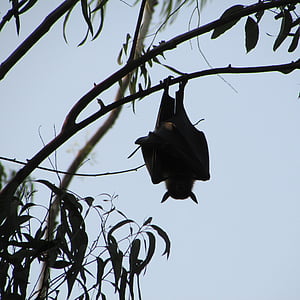 Dharwad, Ινδία, νυχτερίδα, μύγα, φτερά, άγρια φύση, άγρια