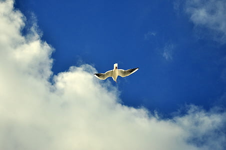 hemel, vogel, Frankrijk, wolken, blauw, Dom, Seagull
