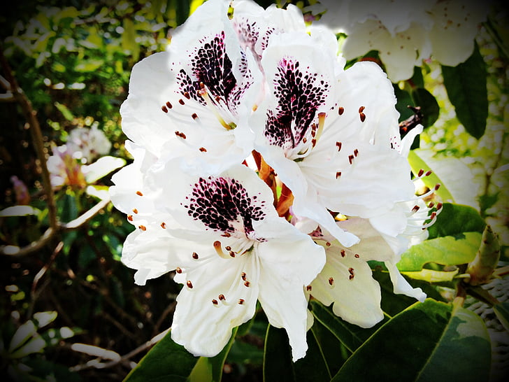 Rhododendron, kvet, kvet, biela, škvrnitý