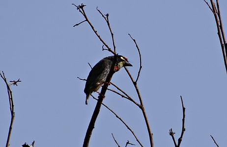 koperslager baardvogel, vogel, Crimson-breasted baardvogel, koperslager, Megalaima haemacephala, India, natuur