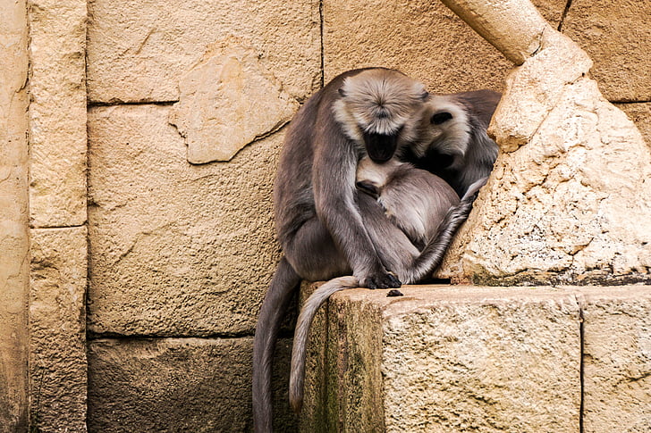 monkey, zoo, cute, hanover, snuggle, hulman-langur, grey