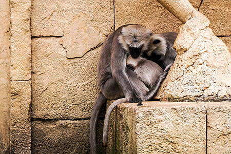 mono, Parque zoológico, lindo, Hannover, Snuggle, langur de Hulman, gris