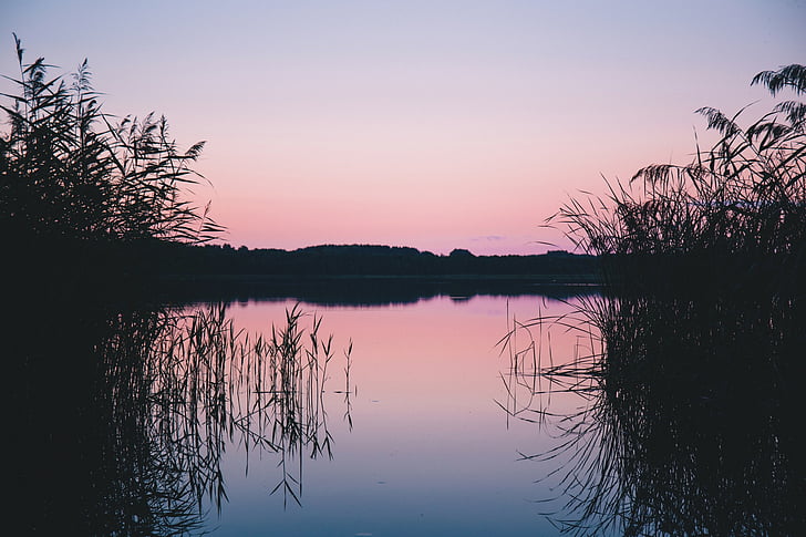 silhouette, graminées, calme, eau, lointain, arbres, Lac