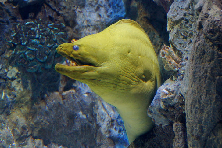 žltá hlava moraine, Moraine, ryby