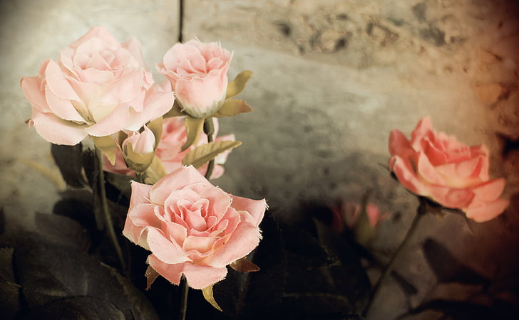 rosor, romantiska, nostalgi, färg, Rosa, smutsvitt rosa