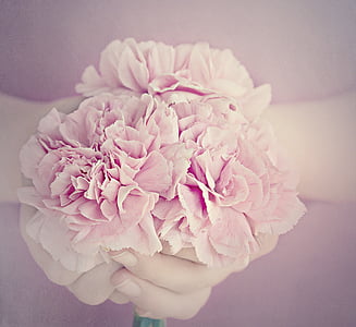 flowers, cloves, pink, petals, carnation pink, cut flowers, hands