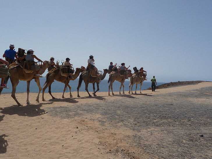 caravana, camelo, navio do deserto, passeio, transportes, deserto, dromedário camelo