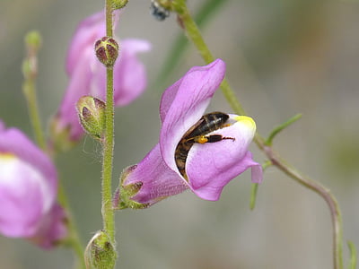 μέλισσα, Libar, Snapdragon, παγιδευμένος, έντομα παγιδευμένα, γύρη, λουλούδι