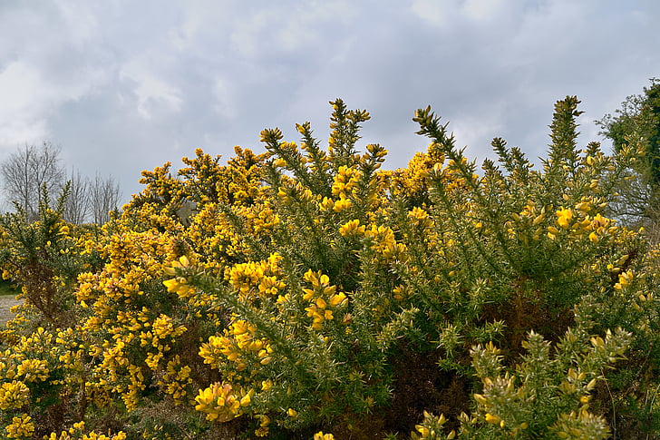 bush de Gorse, aulaga, bush amarillo, Irlanda