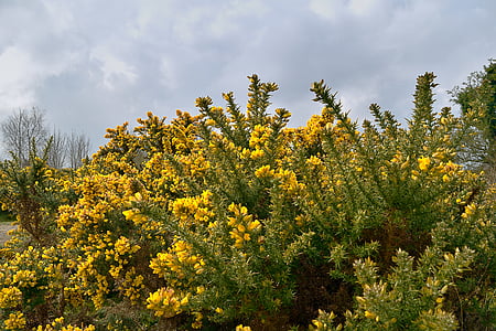 buisson d’ajoncs, ajonc d’Europe, bush jaune, Irlande