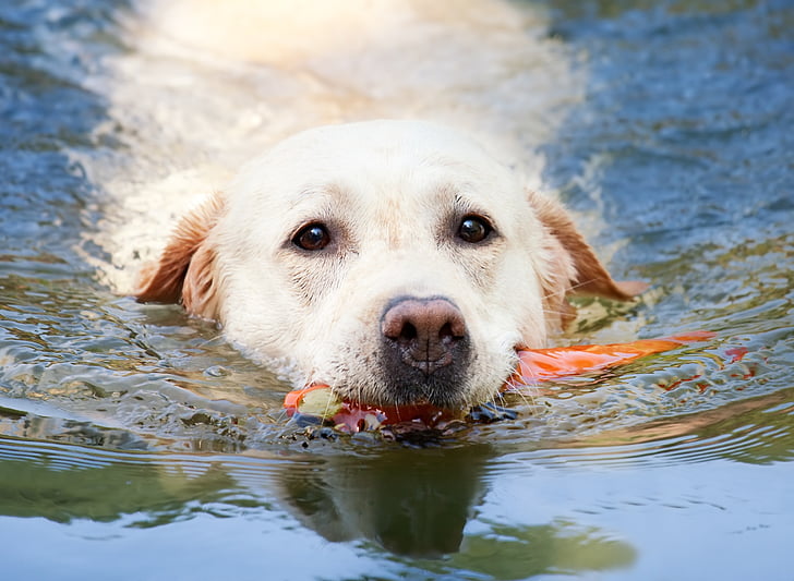 šuo, Labradoras, plaukti, vandens, vasaros, balta, į į