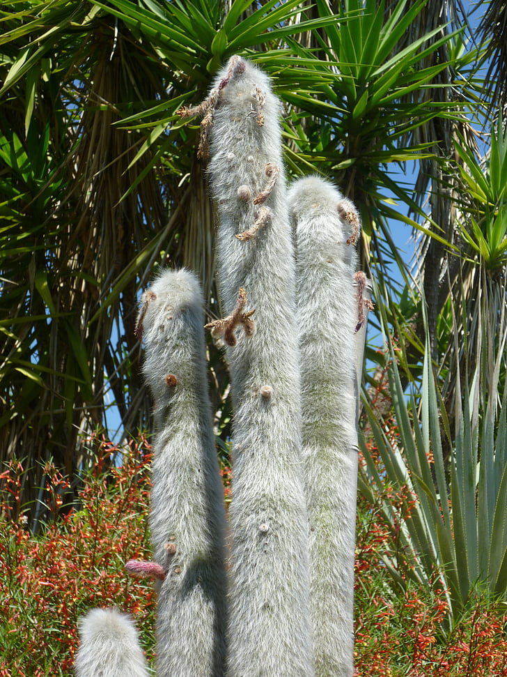 kaktus, Spur