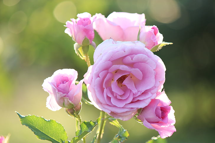 Róża, Fukushima, parku sportowego azuma, różowy