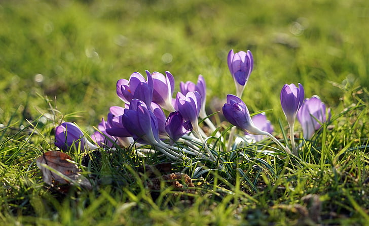 Crocus, púrpura, primavera, flor de primavera, bloomer de principios, violeta, azafrán del resorte