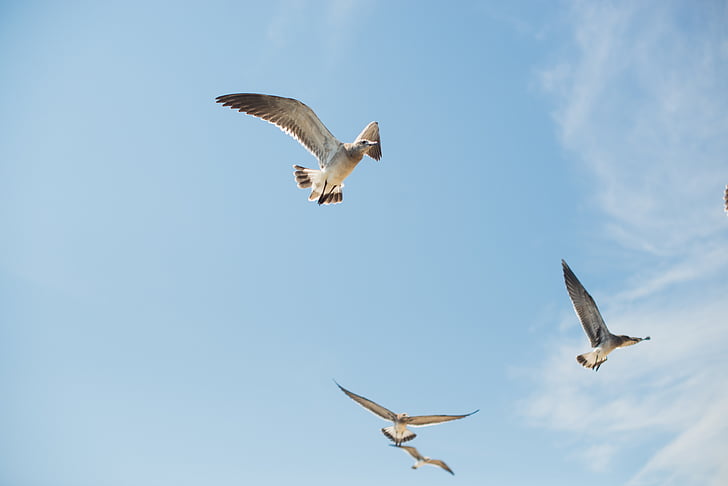 Seagull, Océano, Playa, pájaro, vuelo, naturaleza, animal