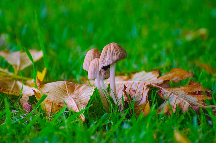 houby, tráva, roční období, podzim, houby, námel, houby