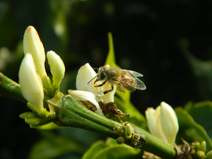 abeille, fleur, nature, floraison du café