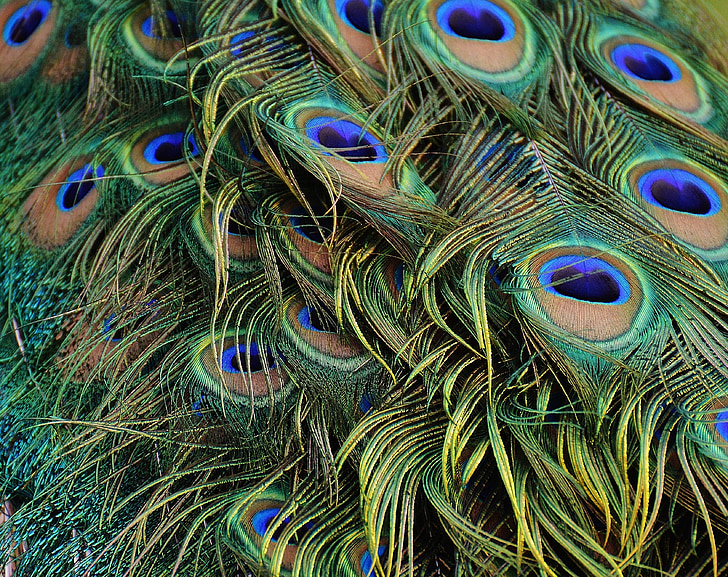 peacock feathers, peacock, bird, poultry, feather, bill, nature
