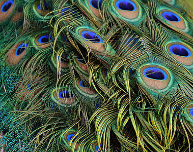 plumas de pavo real, pavo real, pájaro, aves de corral, pluma, proyecto de ley, naturaleza